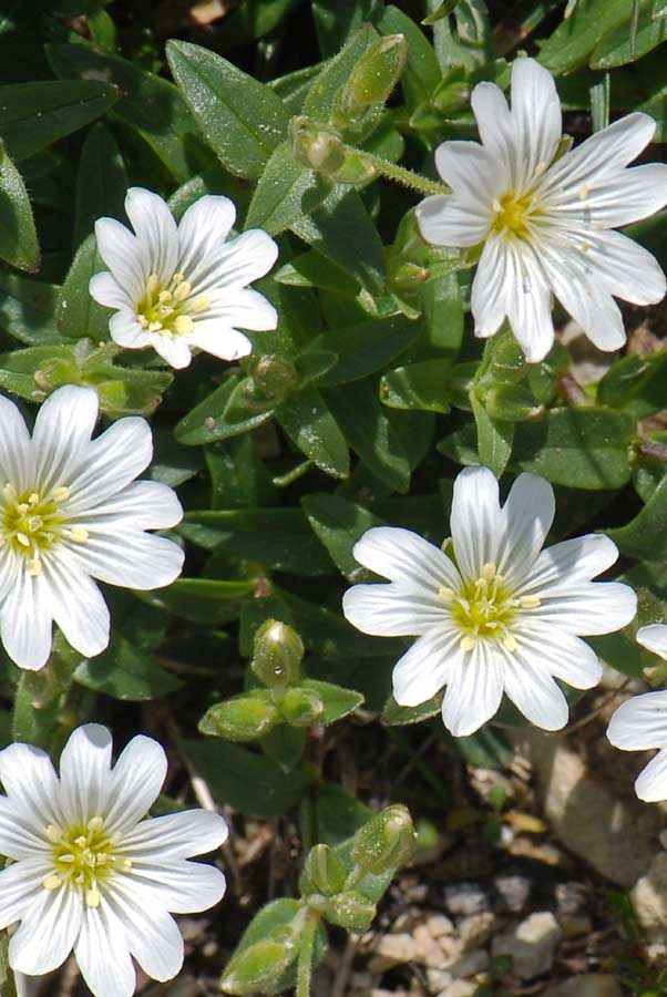 Cerastium latifolium